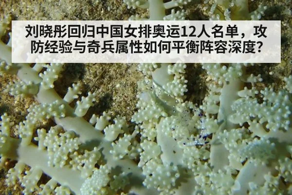 刘晓彤回归中国女排奥运12人名单，攻防经验与奇兵属性如何平衡阵容深度？